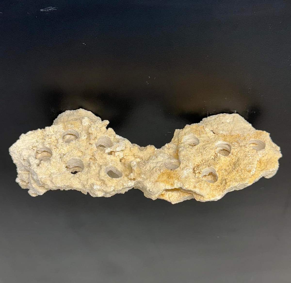 Magnetic Coral Reef Rock Frag Rack