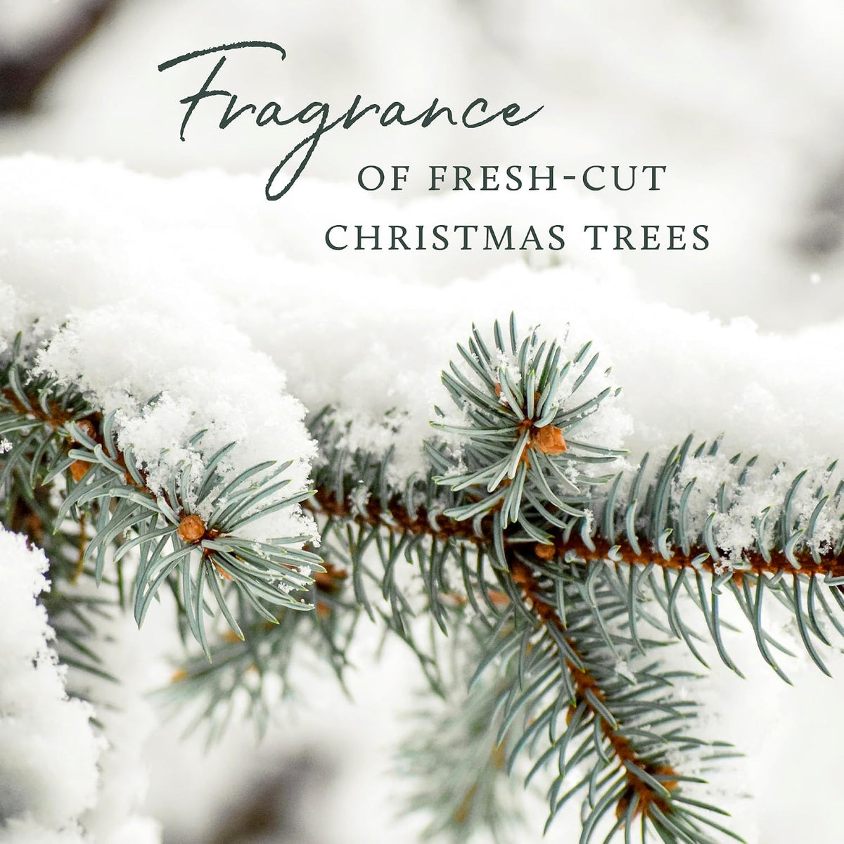 Frasier Fir Laundry Fragrance Oil for Dryer – Scented Laundry Supplies (0.5 fl oz)