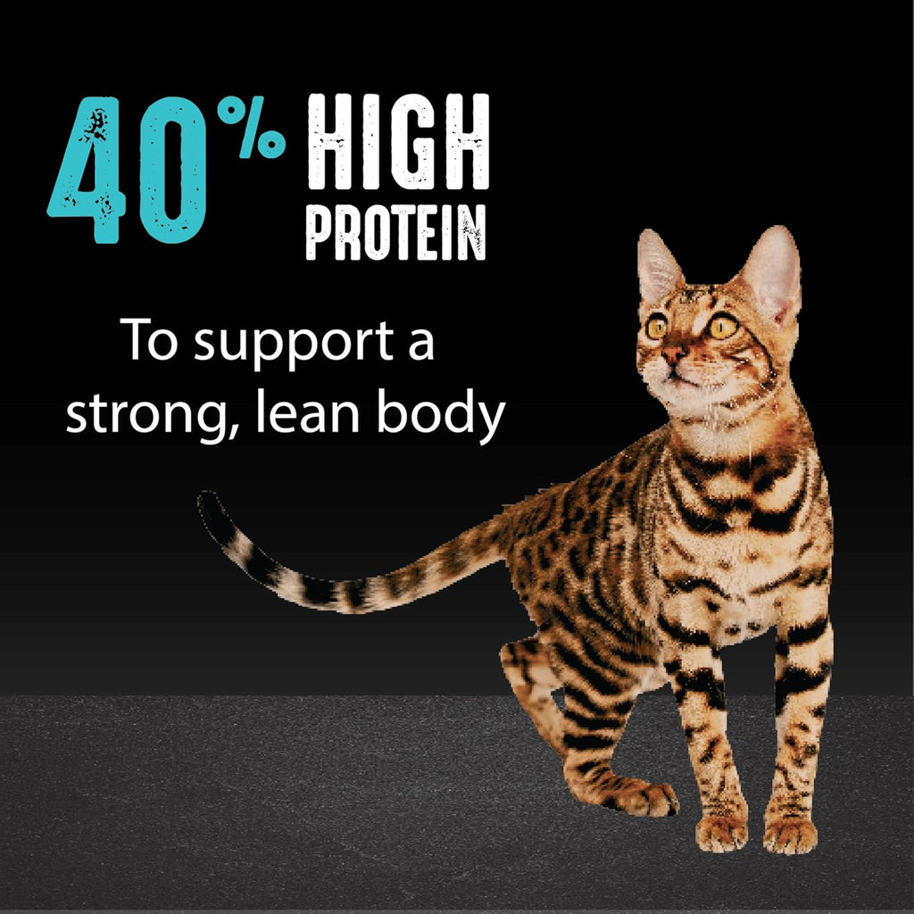 Grain Free High Protein Dry Cat Food, Salmon & Ocean Fish, 2 lb
