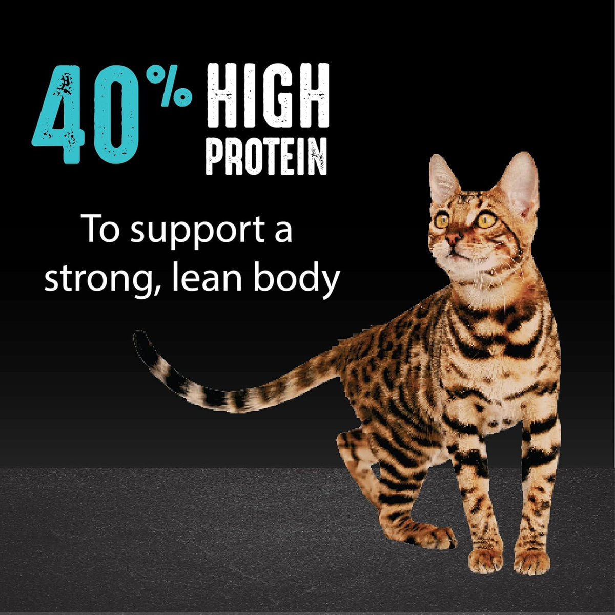 Grain Free High Protein Dry Cat Food, Salmon & Ocean Fish, 2 lb