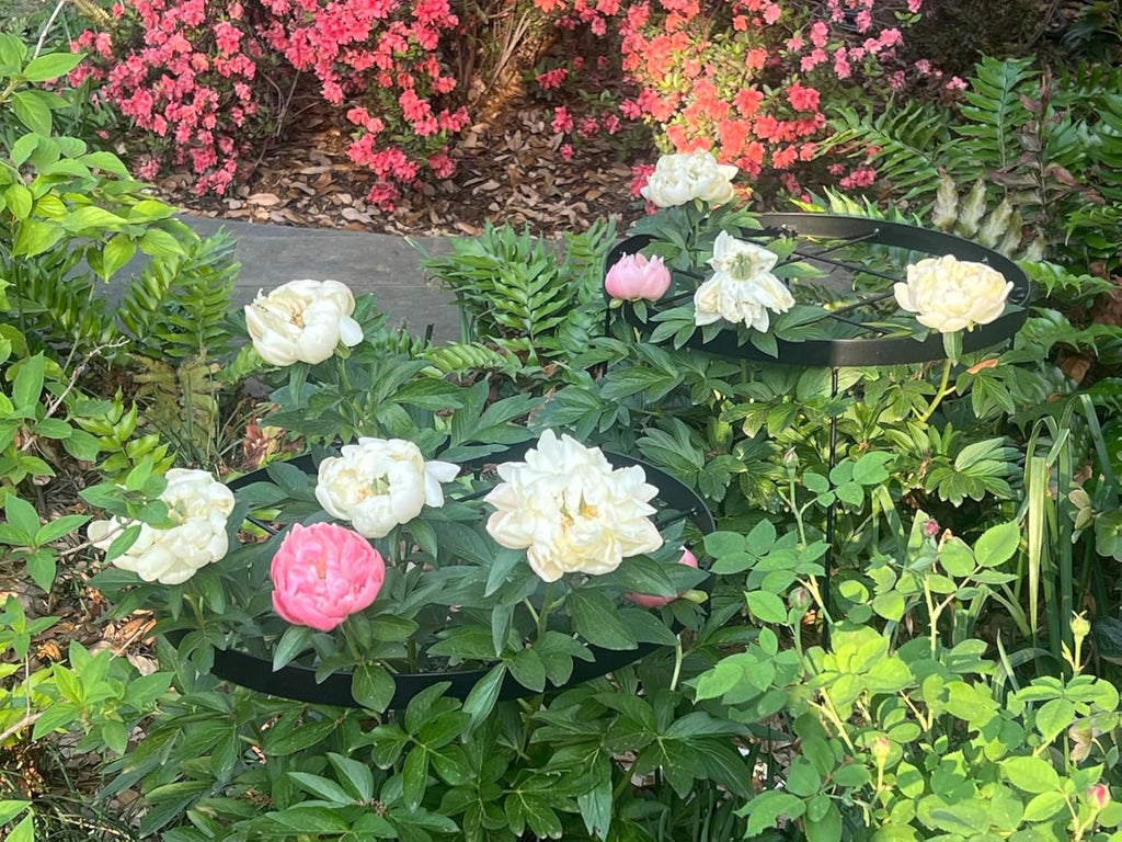 Large Peony Cages and Supports 18.9"x23.6" - Durable Round Garden Flower Rings | Tall Plant Support Stakes for