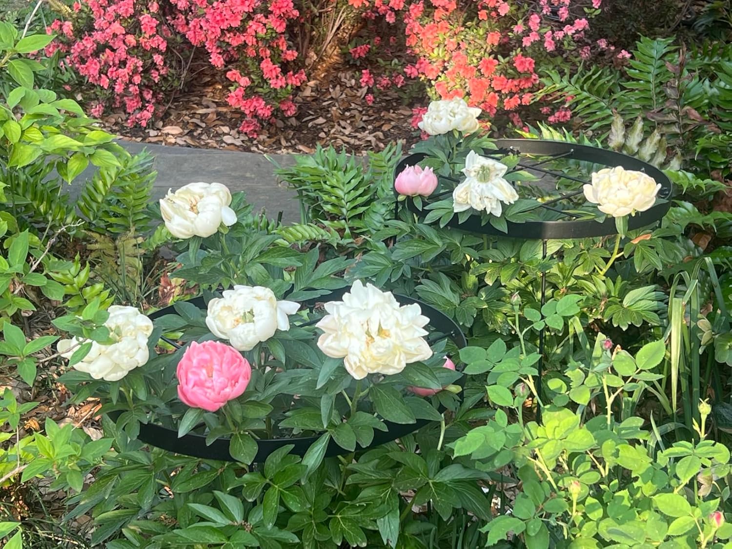 Large Peony Cages and Supports 18.9"x23.6" - Durable Round Garden Flower Rings | Tall Plant Support Stakes for
