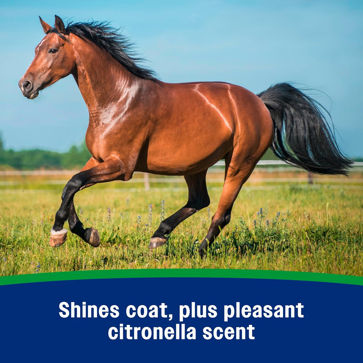Wipe II Horse Fly Spray with Citronella, 32 oz Spray
