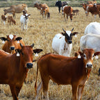 100 Pcs Blank Cattle Ear Tags Large Plastic Animal Cow Tags, White