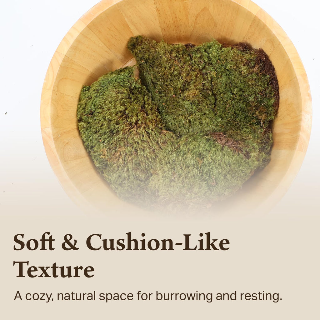 Mood Moss for Terrarium Habitats, Small 1-Pack