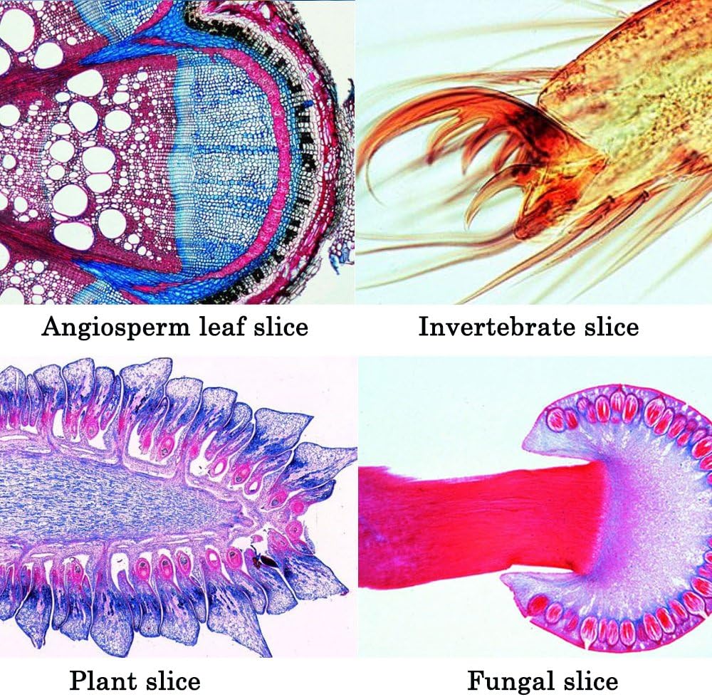 25Pcs Prepared Microscope Slides Set with Fitted Wooden Case, Animals Insects Plants Flowers Sample Biological