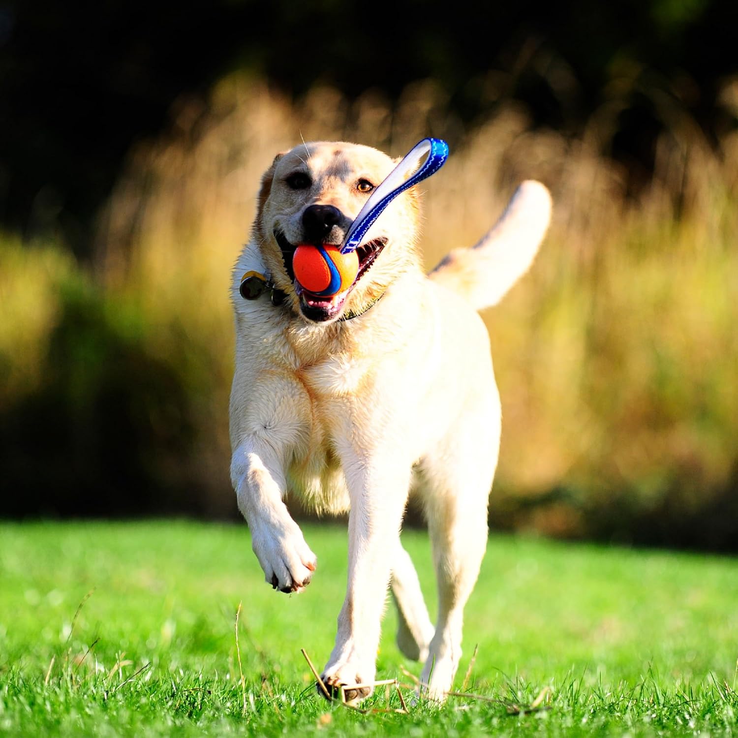 Ultra Tug Dog Toy, Medium Fetch and Dog Ball Tug Toy for Dogs 20-60 Pounds