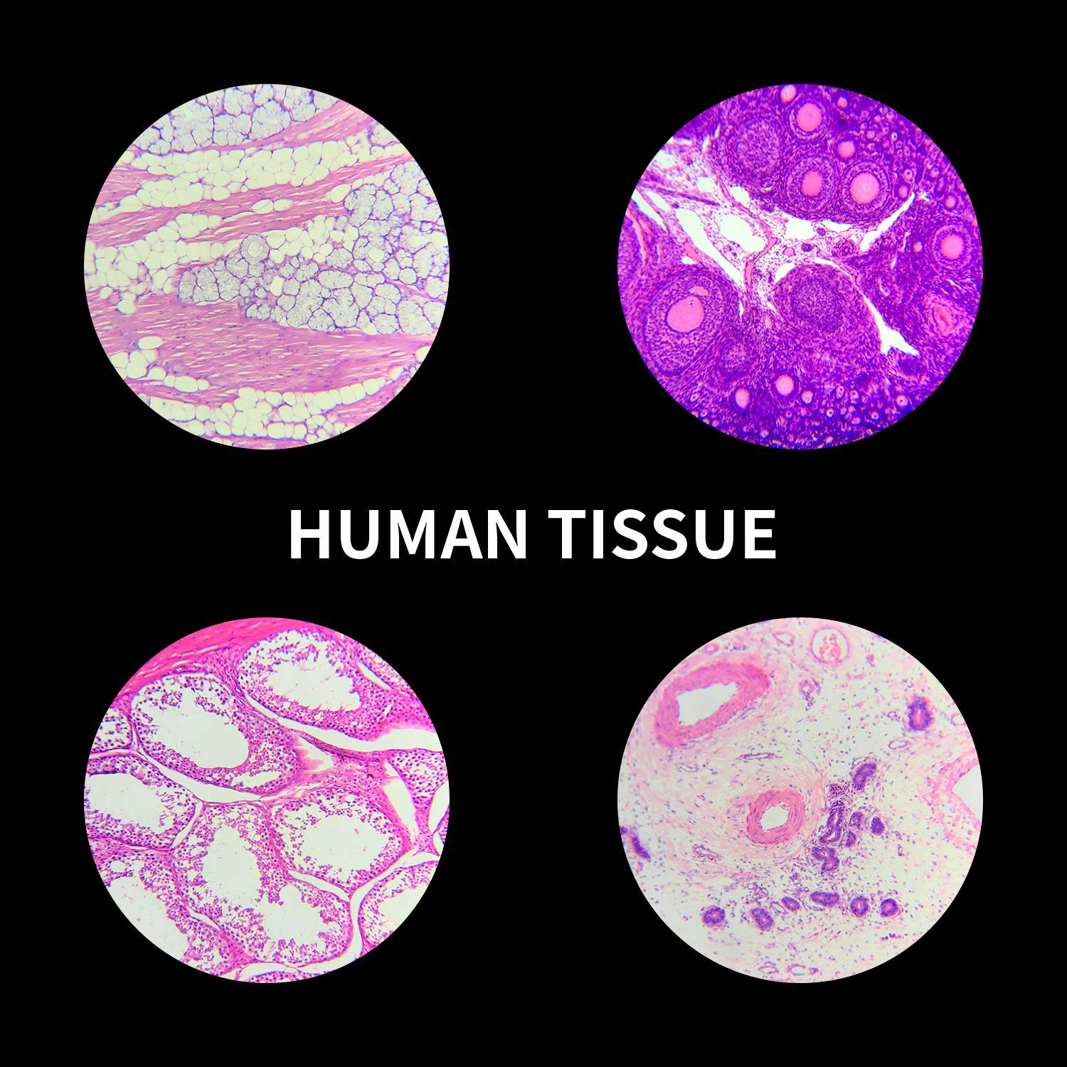 100 Prepared Microscope Slides Specimens, Kids Students STEM Science | Animal Plant Insect Specimens, Labels Round