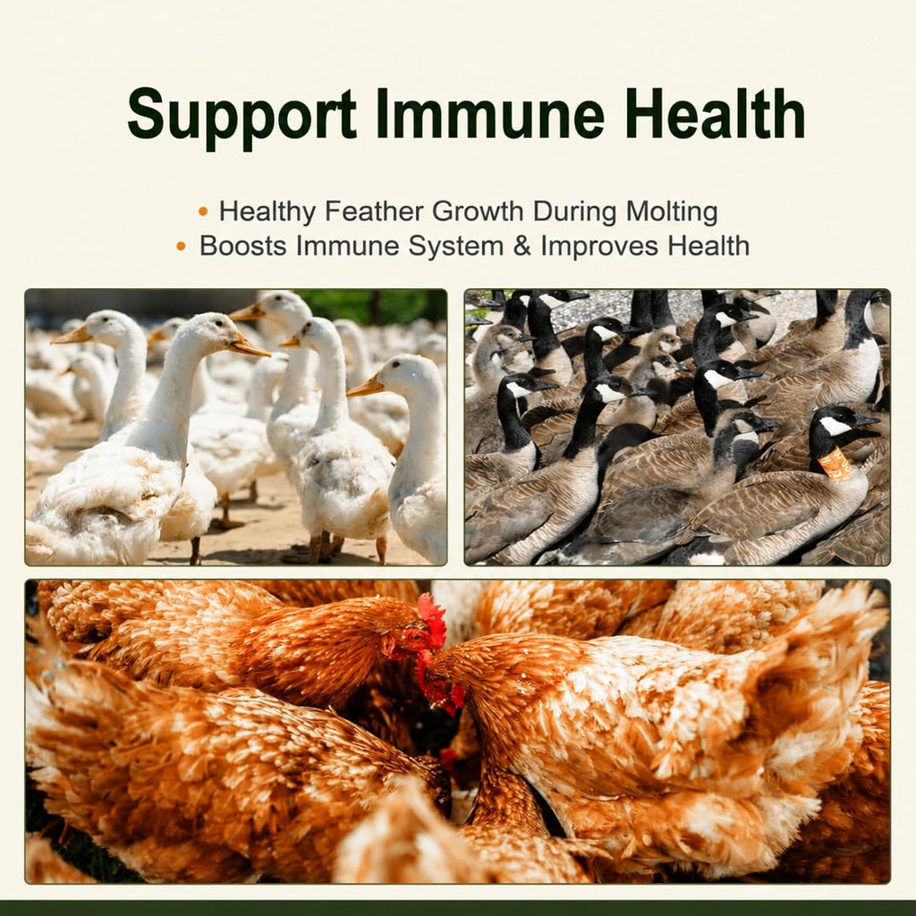 Dried Mealworms 10 LB, Chicken Feed for Laying Hens & Wild Birds