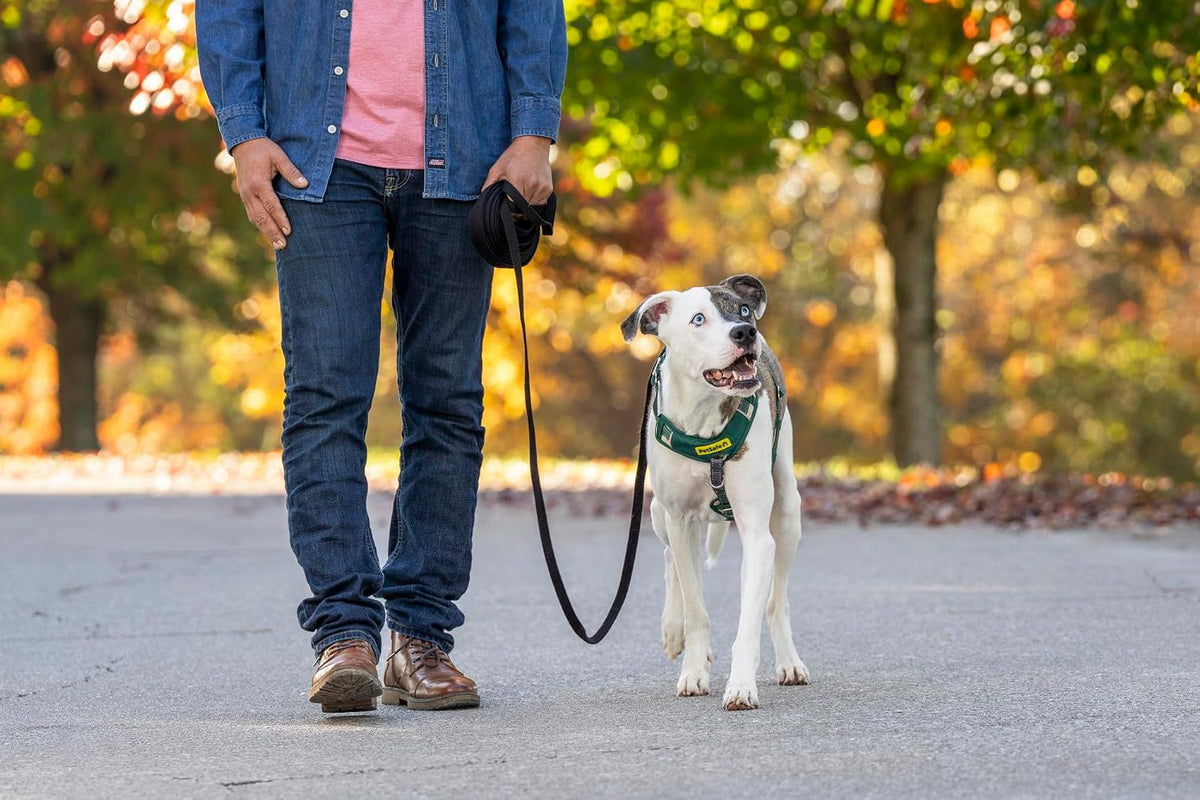30ft Dog Training Lead