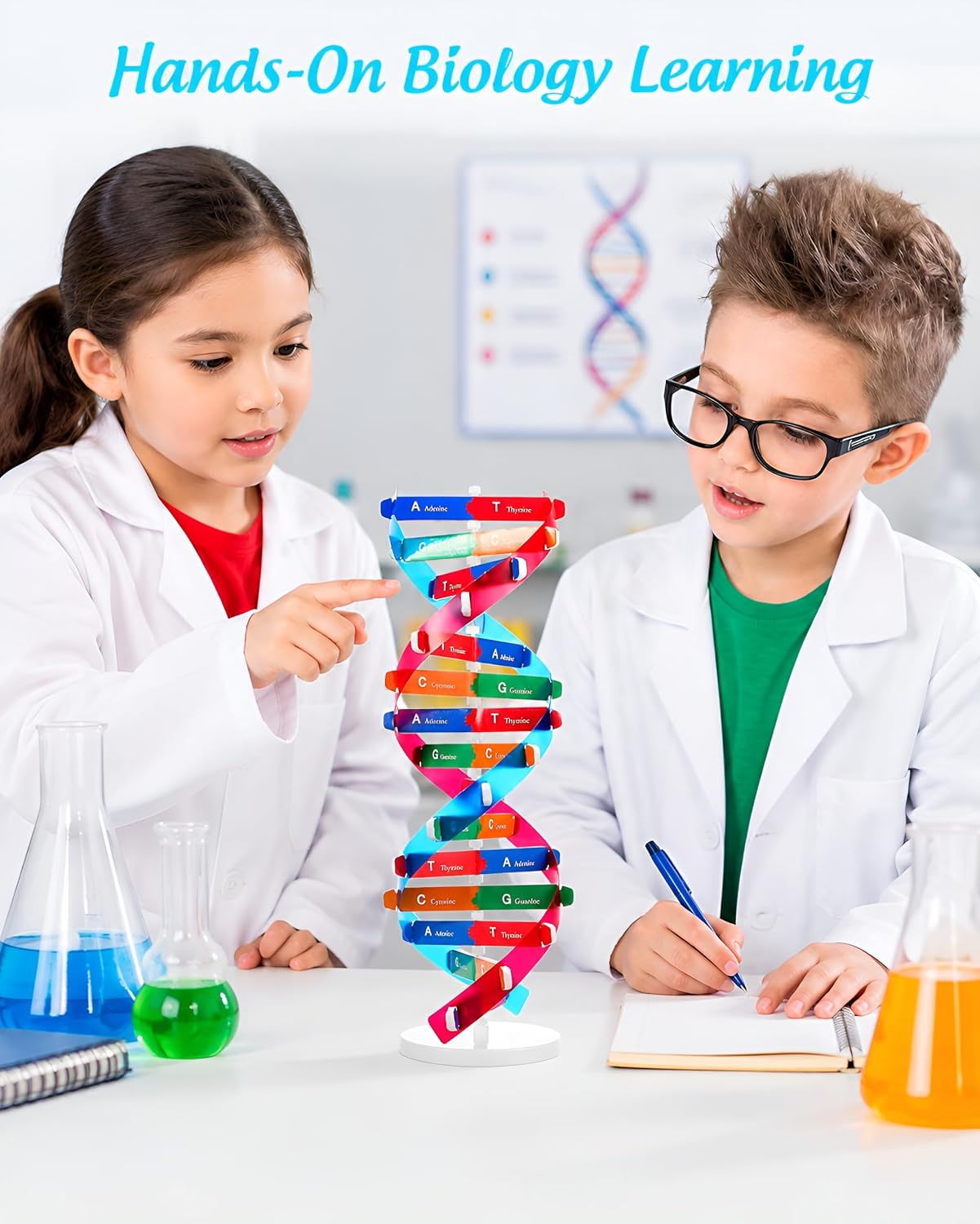 DNA Model Kit Double Helix Structure Model 13 in | Assembling Biology Teaching Aid with Stand Color-Coded