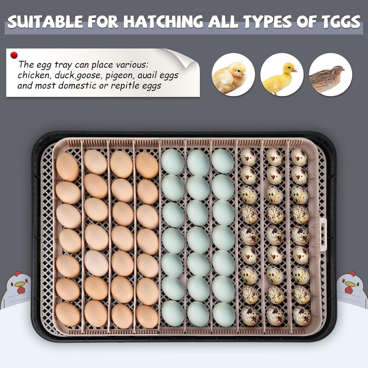 70 Egg Incubators, Auto Humidification & Temperature Control