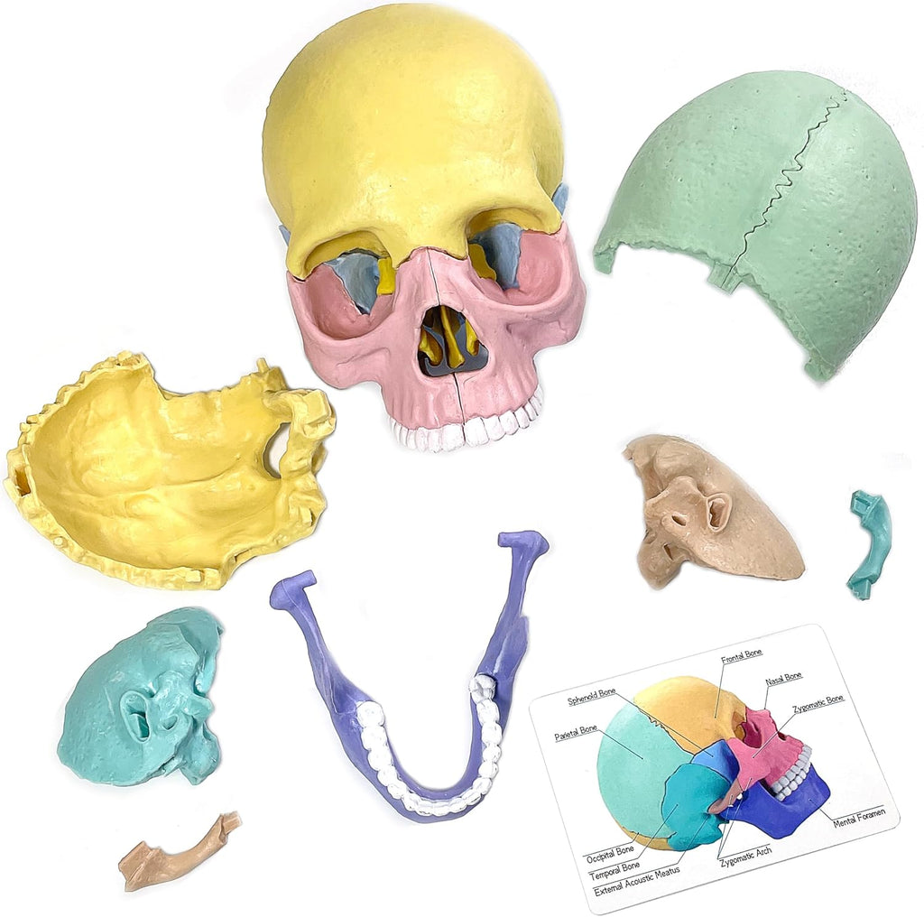 Human Skull Anatomy Model, 17-Part Puzzle with Flash Cards | 10 Knowledge Flash Cards, Detachable Palm-Sized Mini