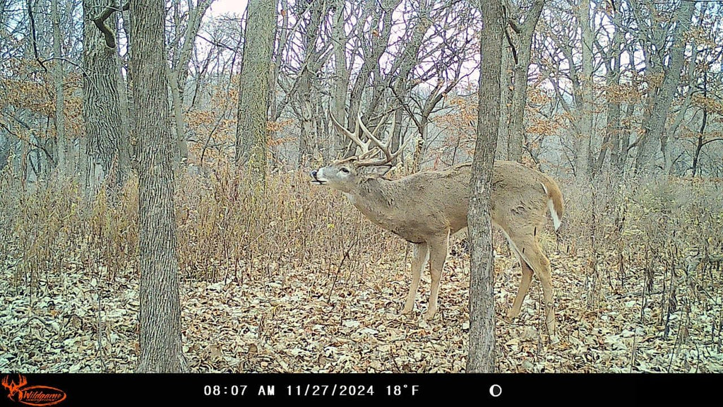Insite-V Cellular Trail Camera 32 MP, 80ft Detection