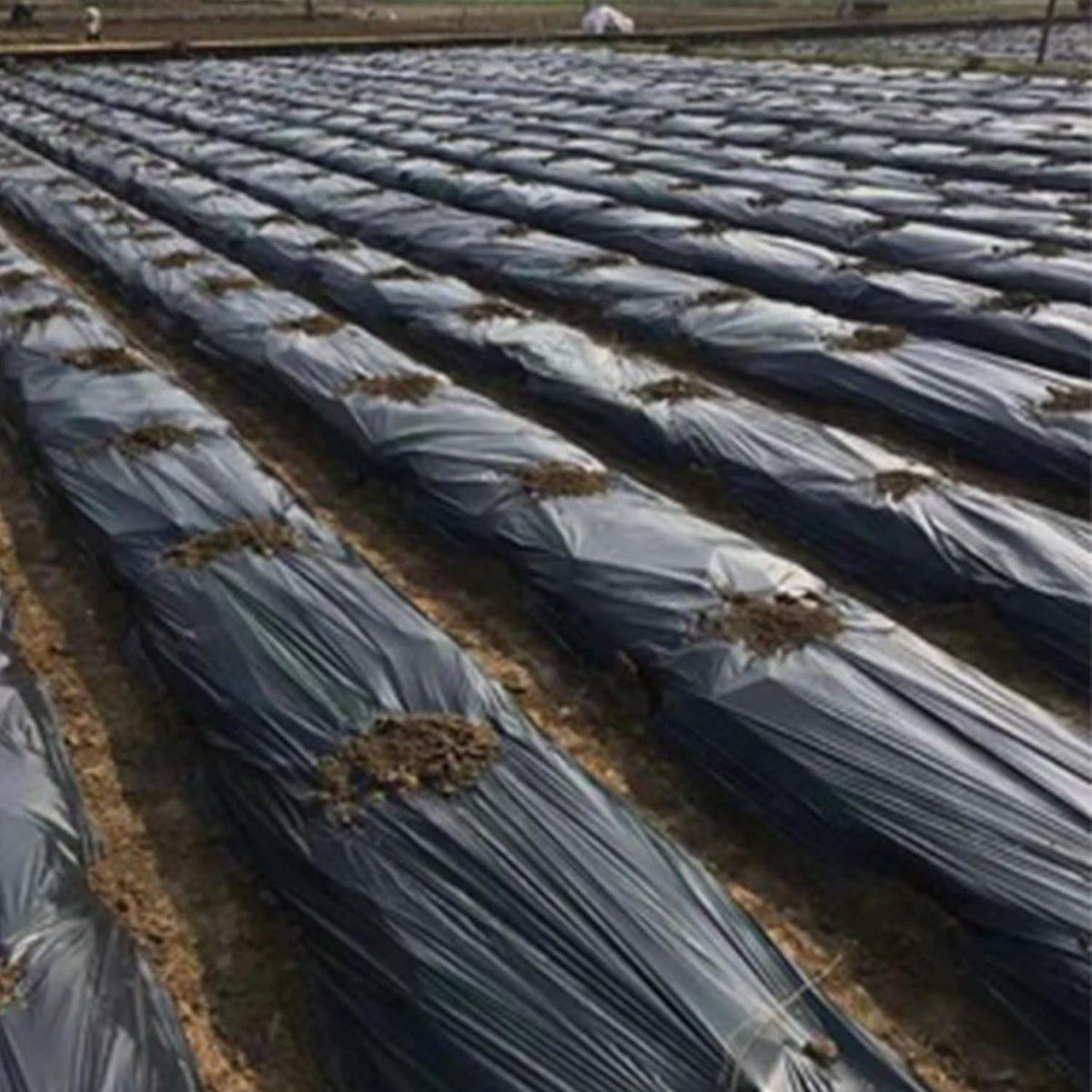 (R) Black Plastic Sheeting Tarp Roll 6 MIL Vapor Barrier Moisture Barrier for Painting, Plastic Mulch, Weed Barrier