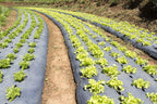 Poly Sheeting Heavy Duty 6 Mil Roll Black (20' x 100') for Construction, Landscape Ground Cover, Weed Barrier