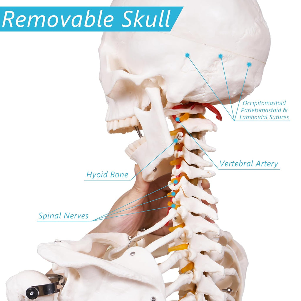 Human Skeleton Model for Anatomy -Life Size Anatomical Skeleton Medical Model with Nervous System 70.8 in with