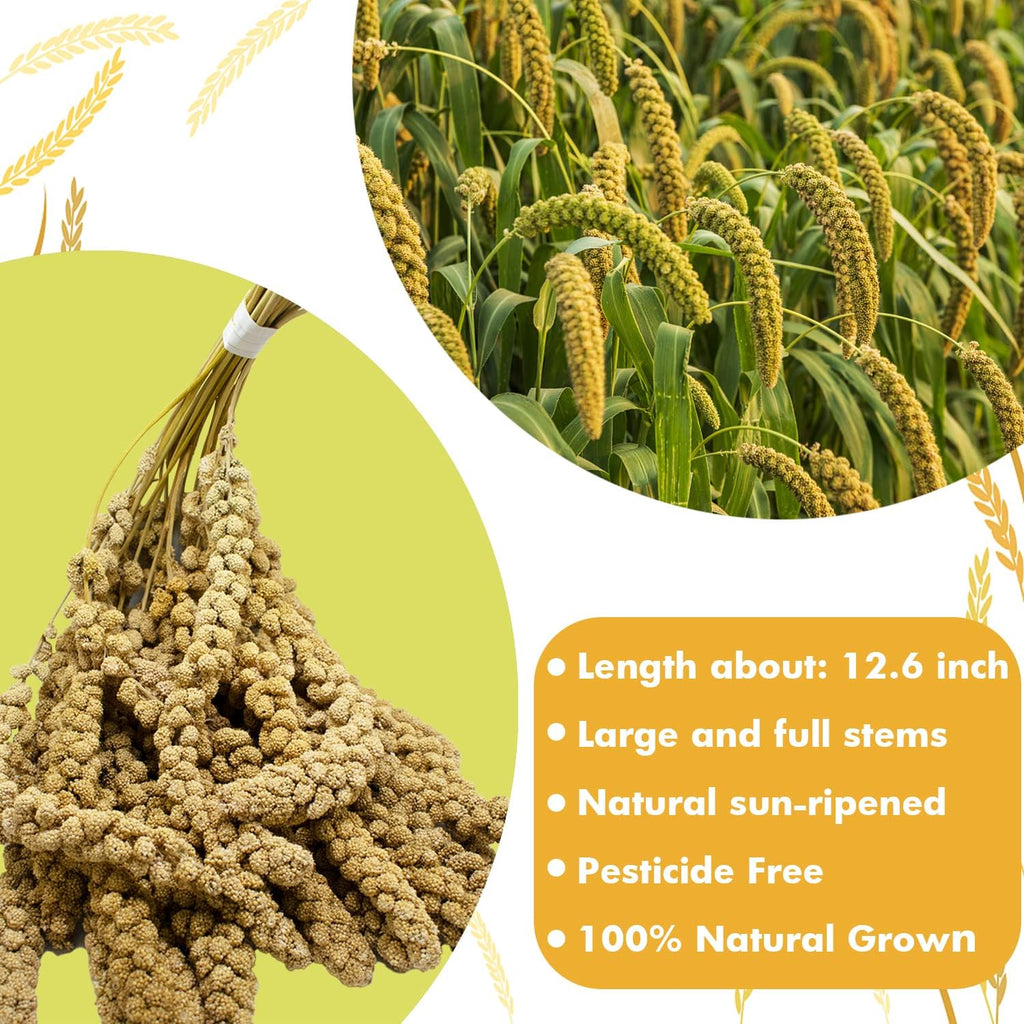 Spray Millet Treat for Birds Parakeets, Millet for Birds, Natural Bird Food | 1LB Healthy Bird Treat for Cockatiels