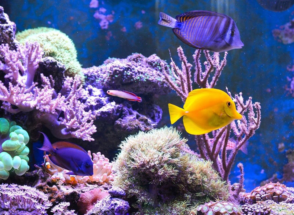 Freeze-Dried Bloodworms, Our Grade A Floating Bloodworms for All Freshwater Fish, Marines Corals, Anemones, Baby Pond
