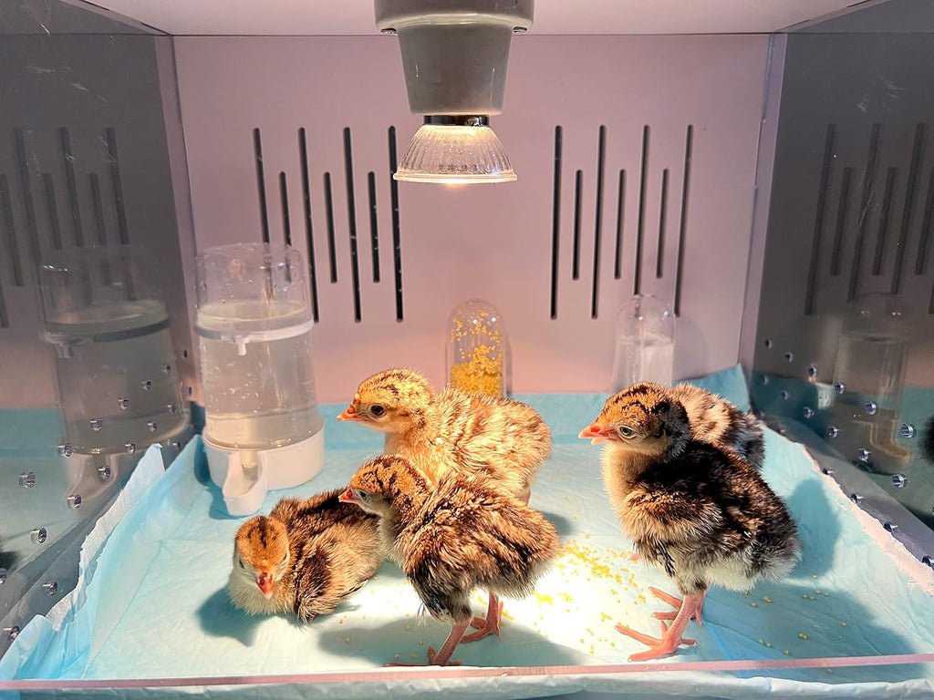 Chick Brooder Brooder Box for Chicks Incubator for Chicks Duckling/Parrot/Chicks Incubator with Heating,Warms up to
