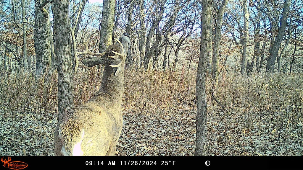 Insite-V Cellular Trail Camera 32 MP, 80ft Detection