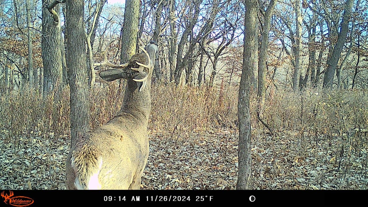 Insite-V Cellular Trail Camera 32 MP, 80ft Detection
