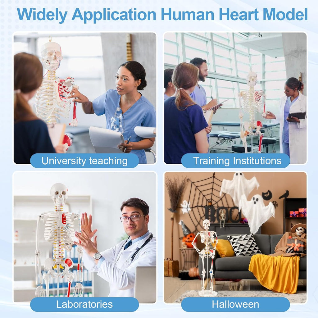 33.4” Human Skeleton Model with Removable Arms & Legs – Durable Mini Anatomy Model for Teaching, Scientific Study
