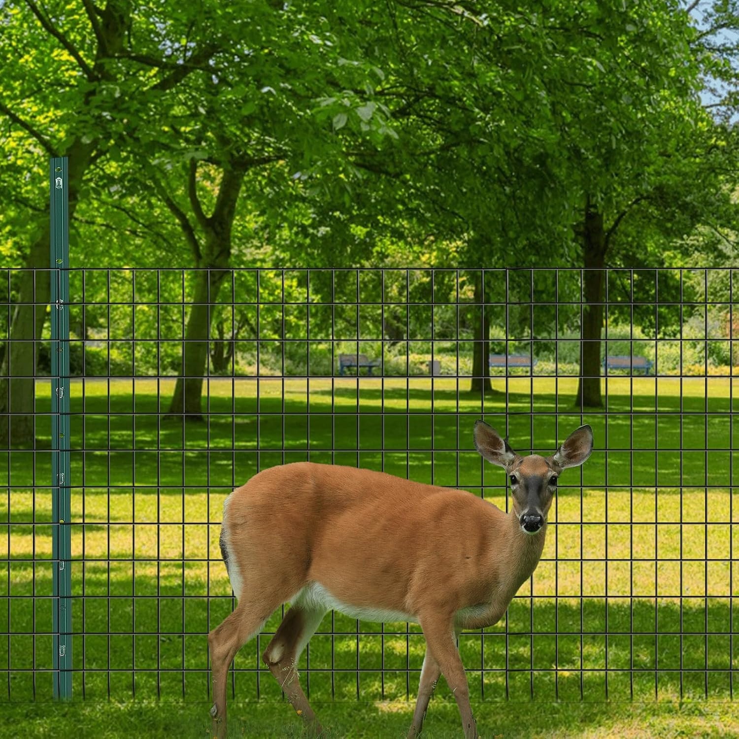 Welded Wire Fence, 50ft(L) x 24inch(H) Garden Fence for Dog, 2 Inch x 3 Inch 16GA Fencing for Chicken, PVC Coated