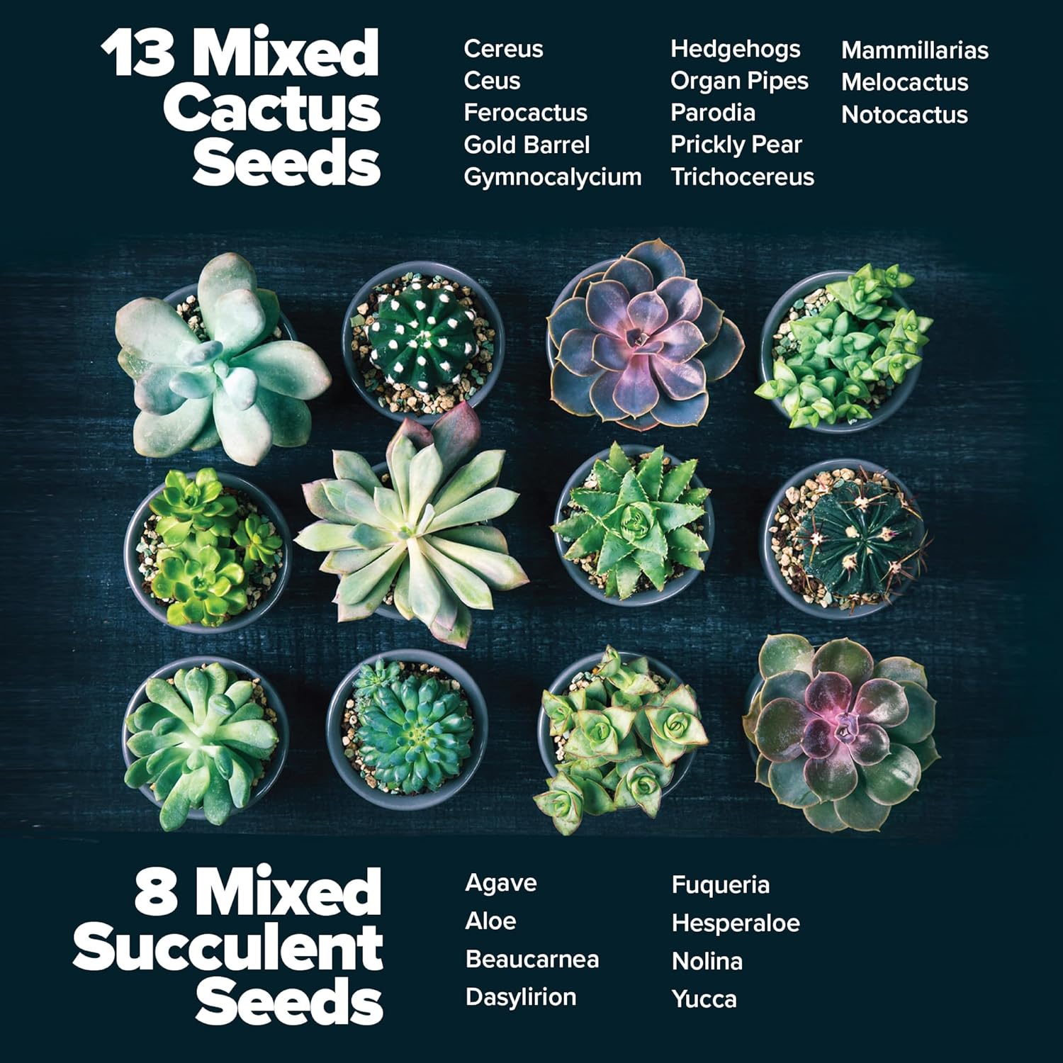Succulent & Cactus Seed Kit for Planting – [Enthusiasts Favorites] Premium Cactus & Succulent Starter Kit: 4