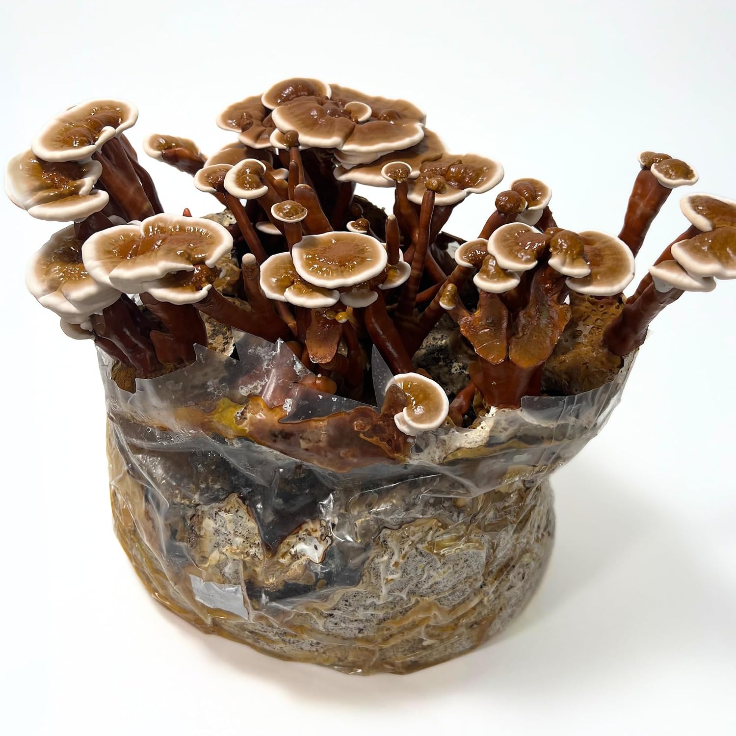 All-in-One Mushroom Grow Kit – 6 lb Sterilized Enhanced Substrate with Alder, Soy Hull, Millet & Milo Grains |