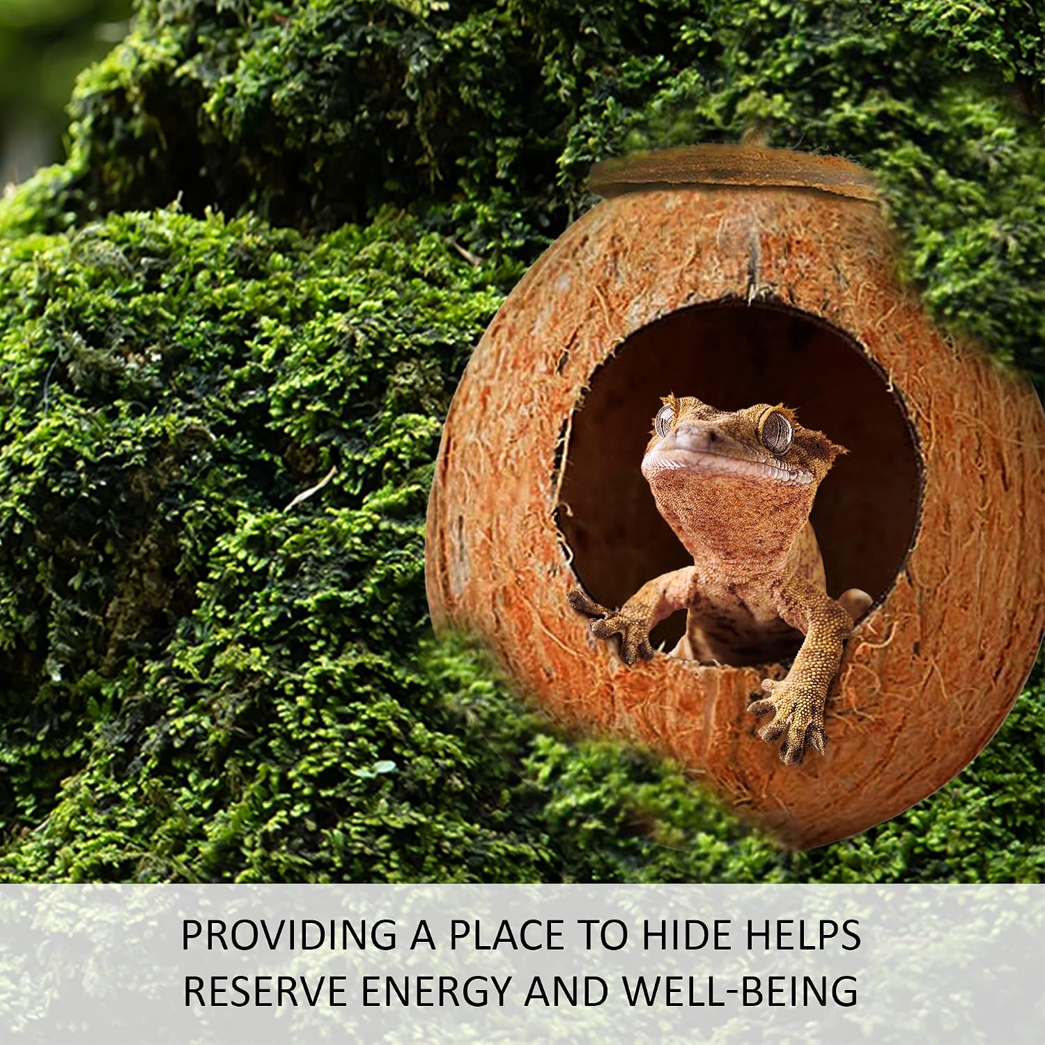 Leopard Gecko Coco Hut, Gecko Climbing Accessories, Raw Coconut Shell Reptile Hide, Terrarium Habitat Décor, 2.5”