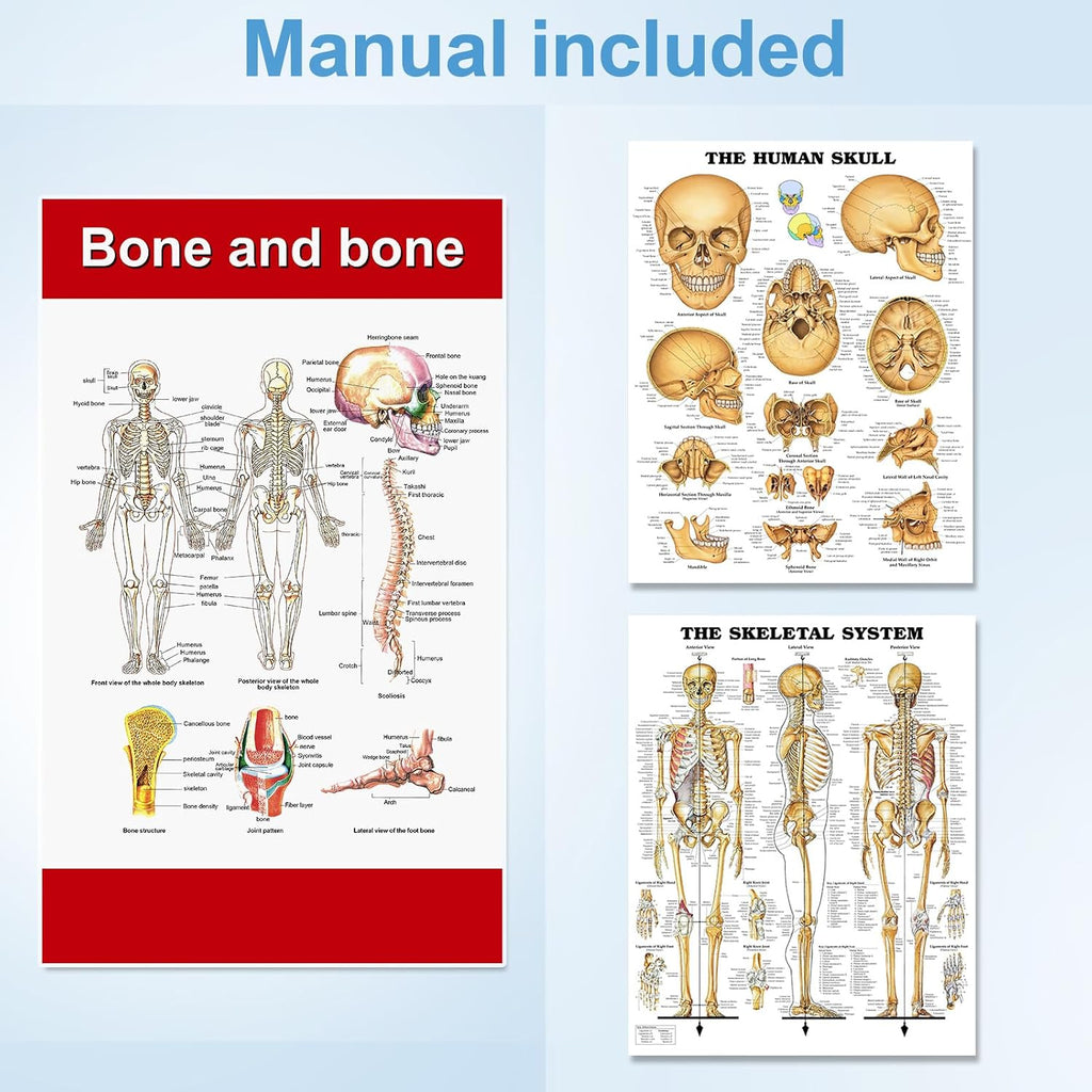 33.4” Human Skeleton Model with Removable Arms & Legs – Durable Mini Anatomy Model for Teaching, Scientific Study