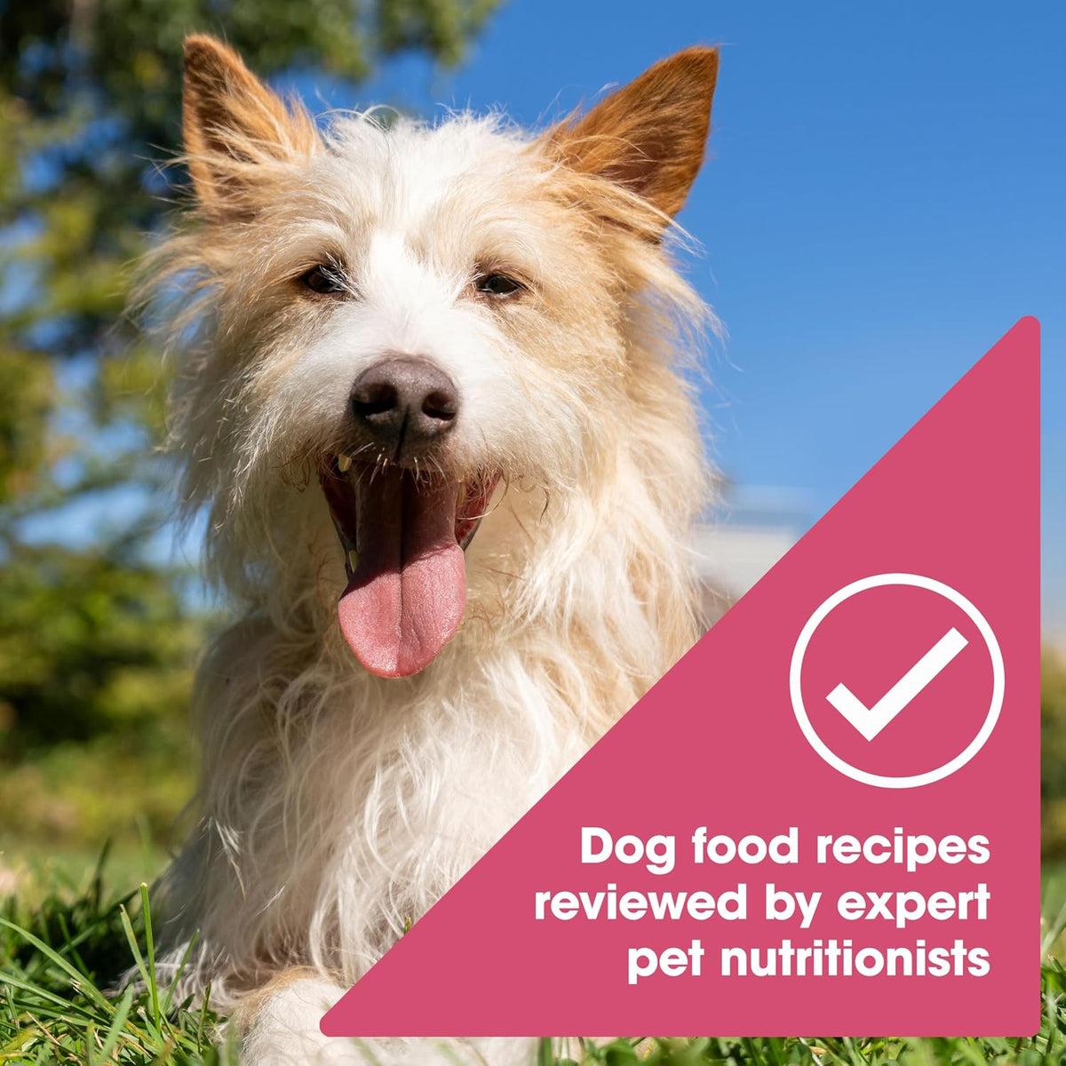Grain Free Salmon Wet Dog Food, 13 oz. Can (Pack of 12)