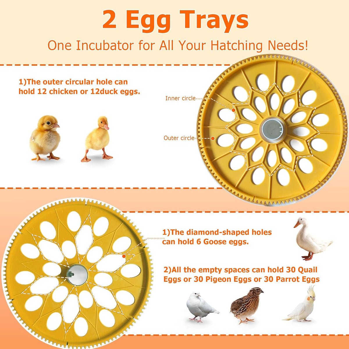 Egg Incubators for Hatching Eggs, Temperature&Humidity Control