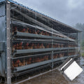 Clear Tarp 5x12 FT Waterproof Chicken Coop Cover Plastic Sheeting Grommets