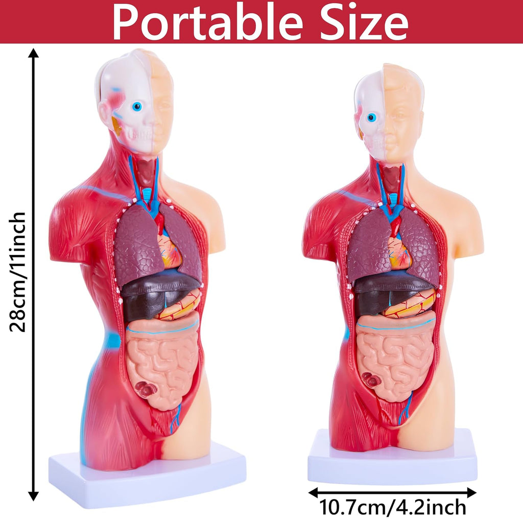 Human Body Model for Anatomy Study - 15 PCS Removable 11 inch Human Torso Anatomy Model with Internal Organs