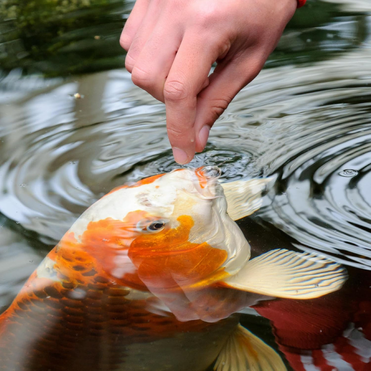 Pond Koi Vibrance Soft Sticks, Floating Pond Fish Food, 16.5 lbs
