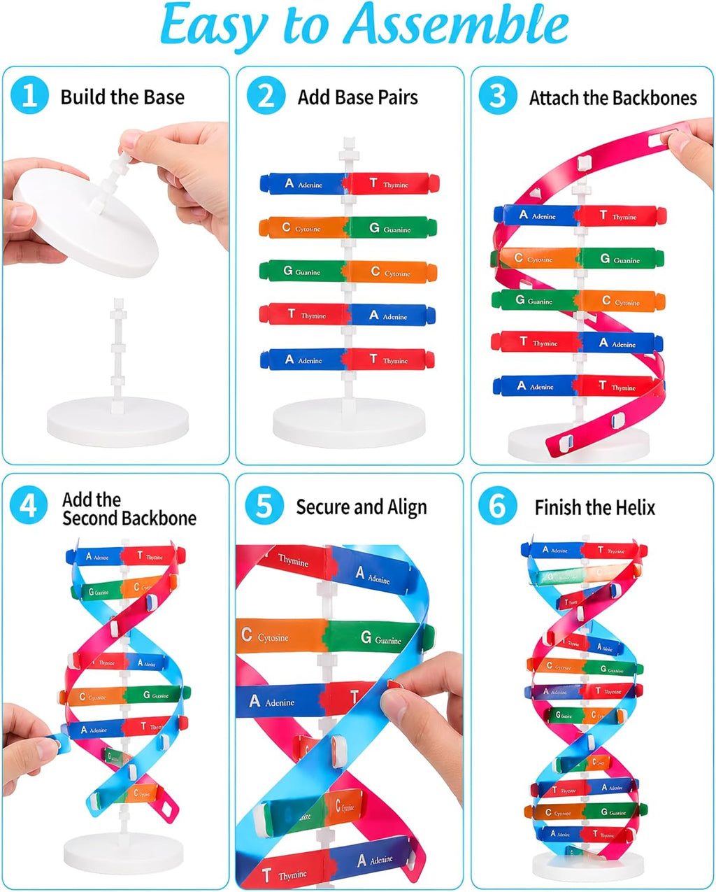 DNA Model Kit Double Helix Structure Model 13 in | Assembling Biology Teaching Aid with Stand Color-Coded