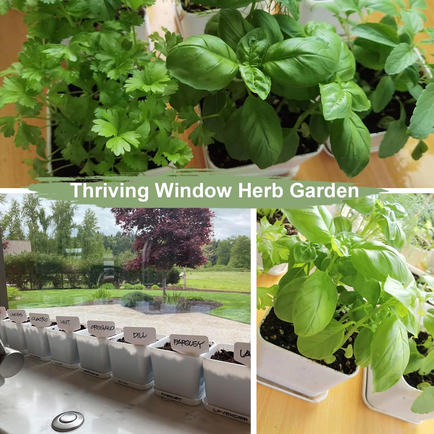 Indoor Herb Garden Kit – 10 Non-GMO Herb Seeds with Soil, Pots & Moisture Meter – Easy Windowsill Gardening Starter