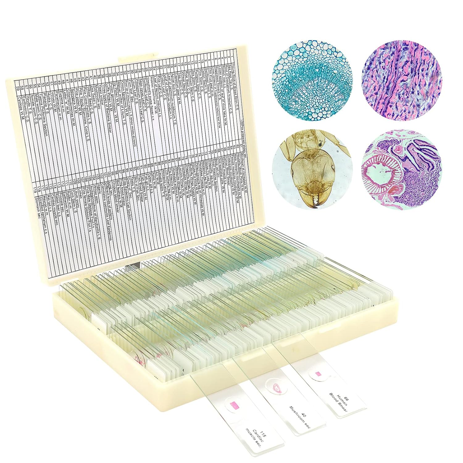 120 Microscope Slides with Specimens for Kids: Prepared Slides for Science | Prepared Microscope Glass Slides Kit for