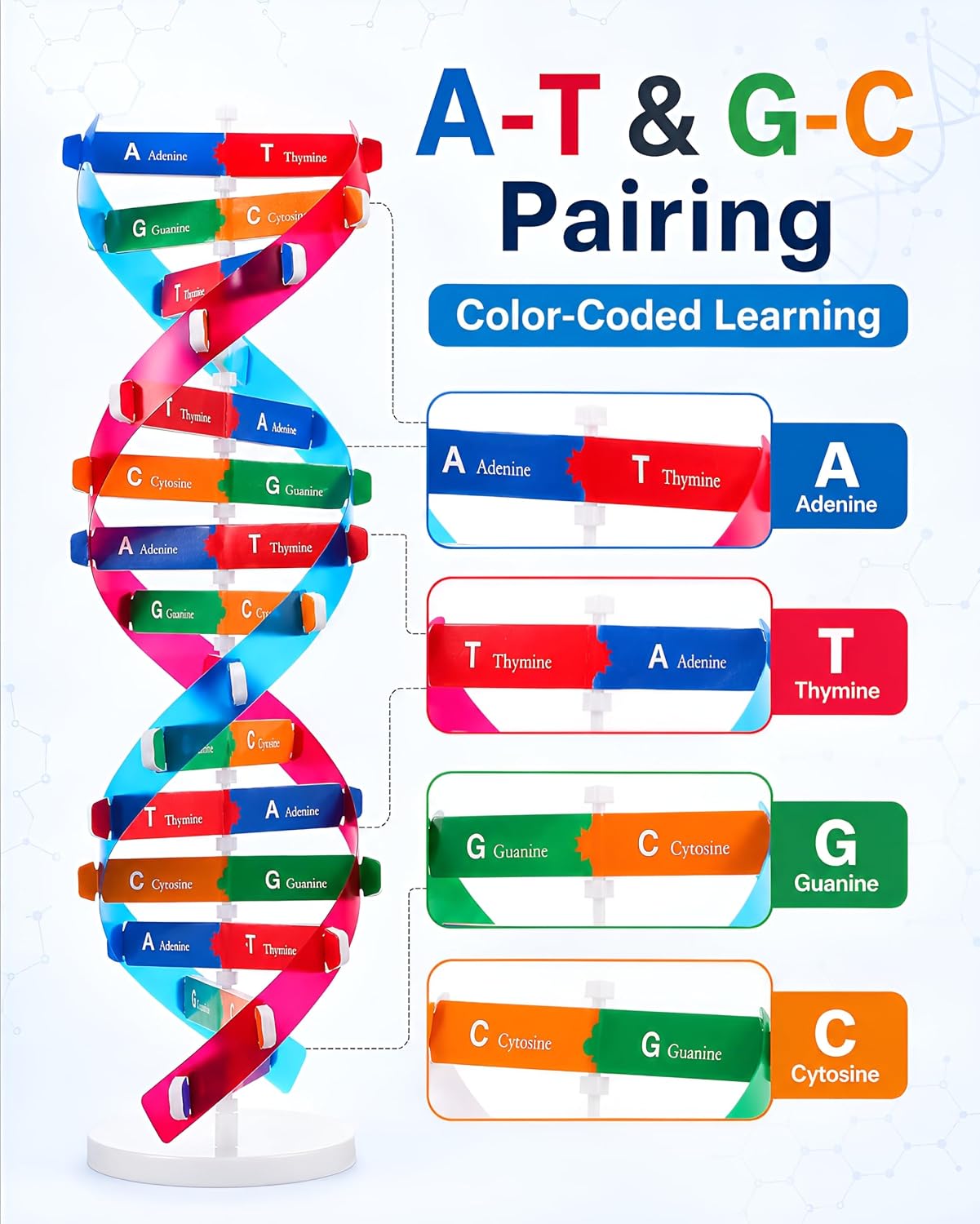 DNA Model Kit Double Helix Structure Model 13 in | Assembling Biology Teaching Aid with Stand Color-Coded