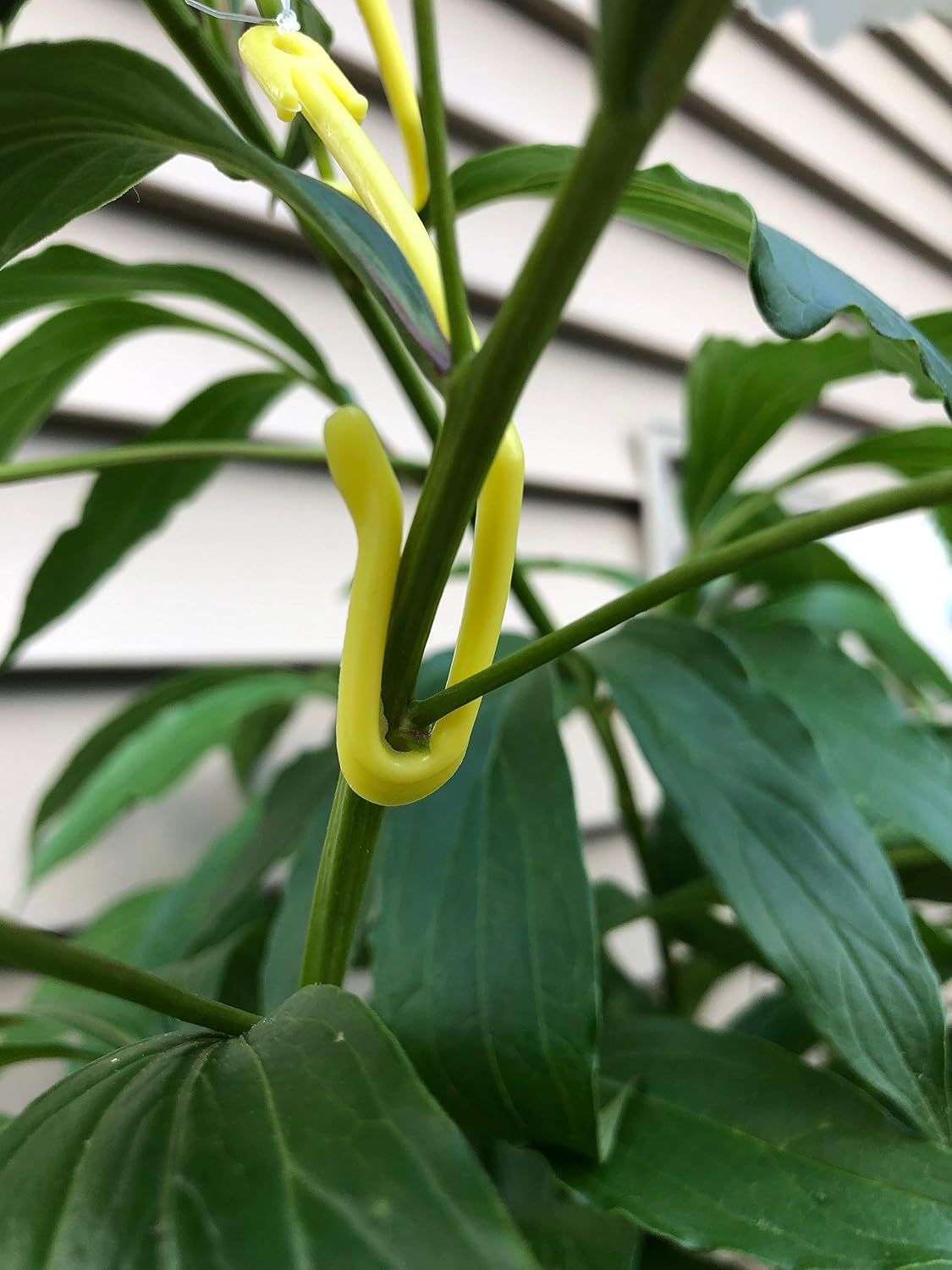 Plant Yoyo Hangers - 50 Pack - 2 Hooks - Plant Support for Stems & Branches with Heavy Buds, Colas, Flowers, Fruits &