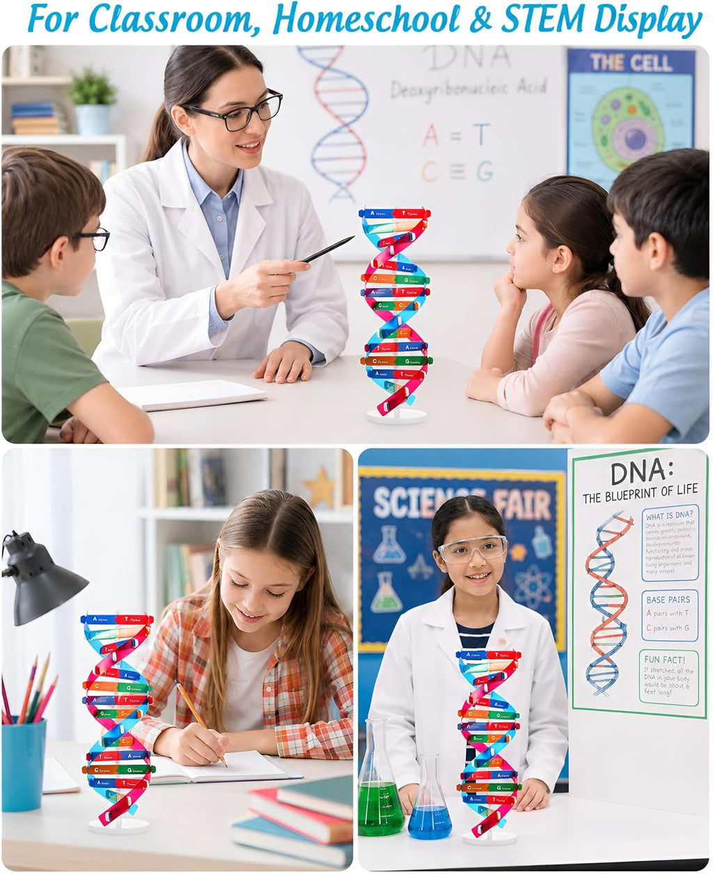 DNA Model Kit Double Helix Structure Model 13 in | Assembling Biology Teaching Aid with Stand Color-Coded