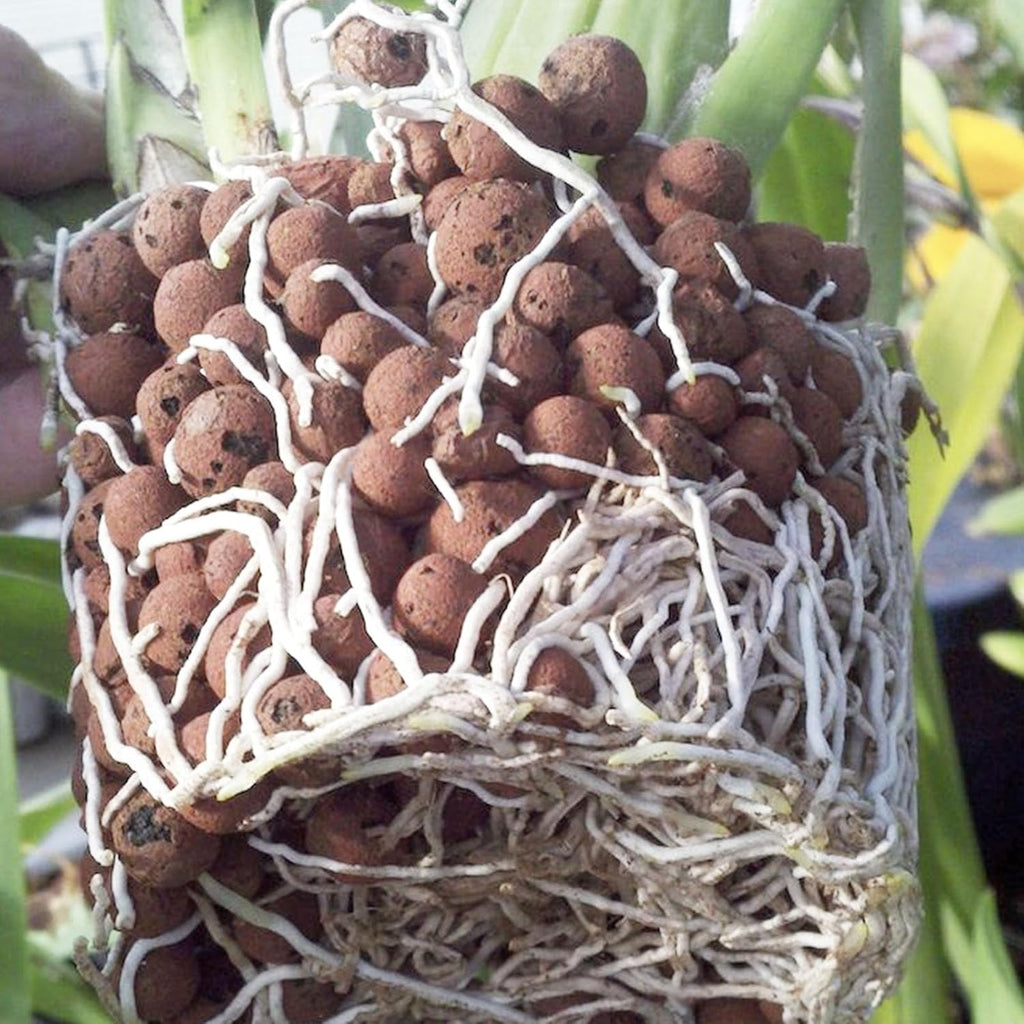 10 lbs LECA Clay Pebbles for Plants, 4-16mm LECA Balls for Indoor Plants Drainage, Hydroponics, Aquaponics, Natural