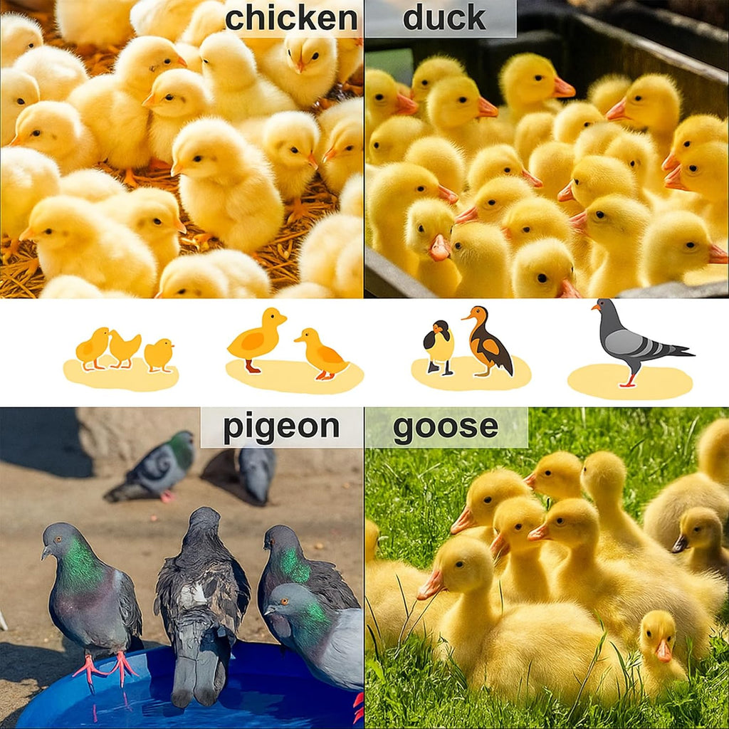 Adjustable 16x16 brooder Heating Plate for Baby Chicks, Providing Constant, efficient Warmth. Safe, Energy-Saving
