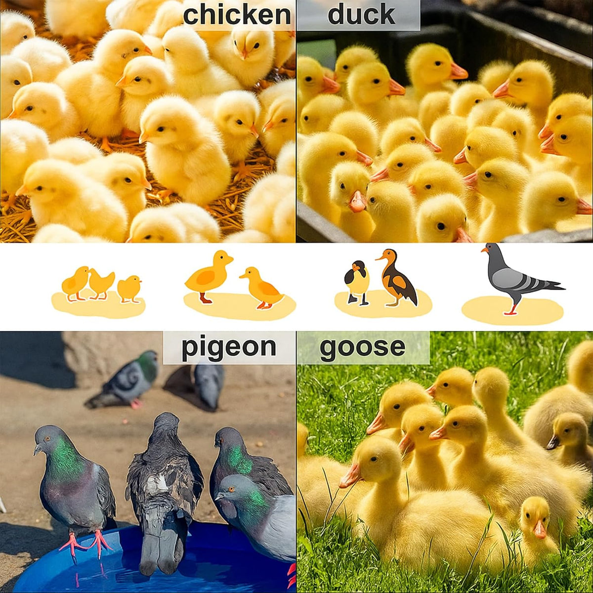 Adjustable 16x16 brooder Heating Plate for Baby Chicks, Providing Constant, efficient Warmth. Safe, Energy-Saving