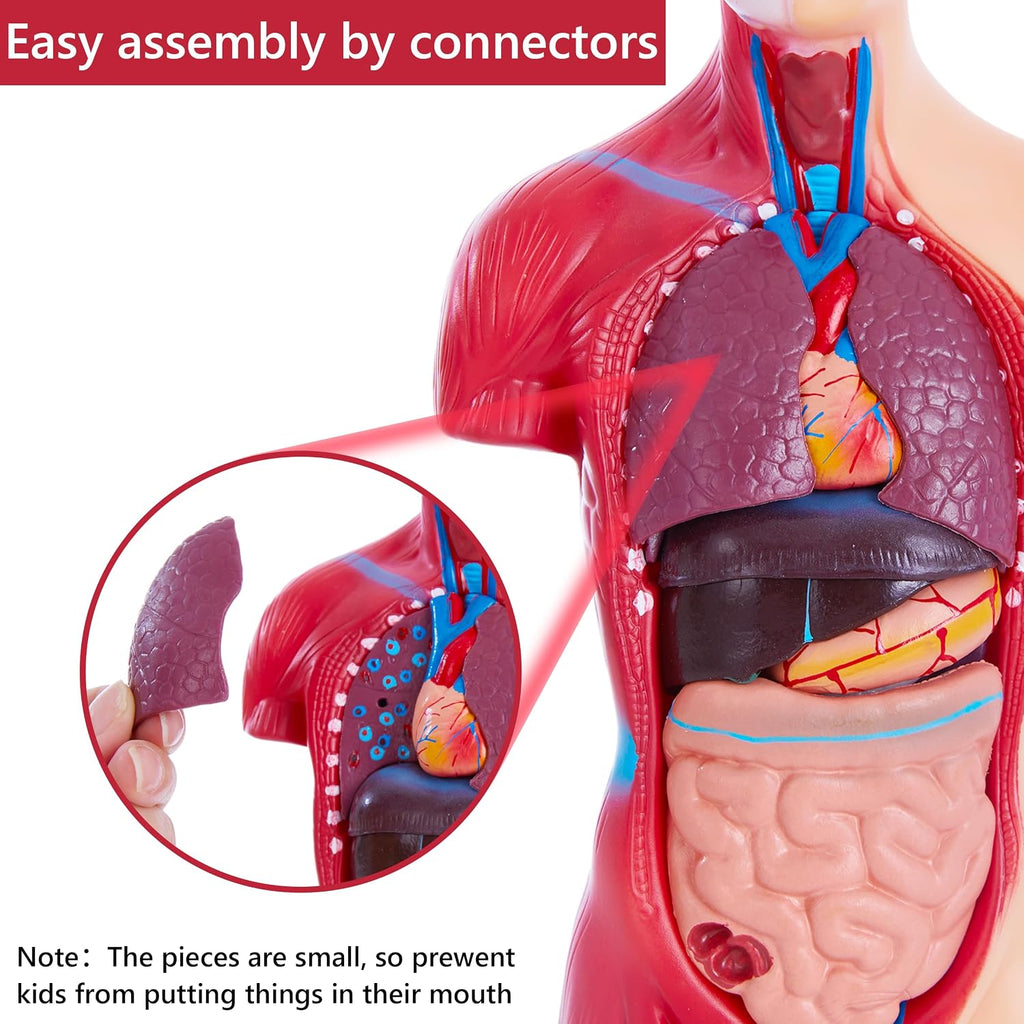 Human Body Model for Anatomy Study - 15 PCS Removable 11 inch Human Torso Anatomy Model with Internal Organs