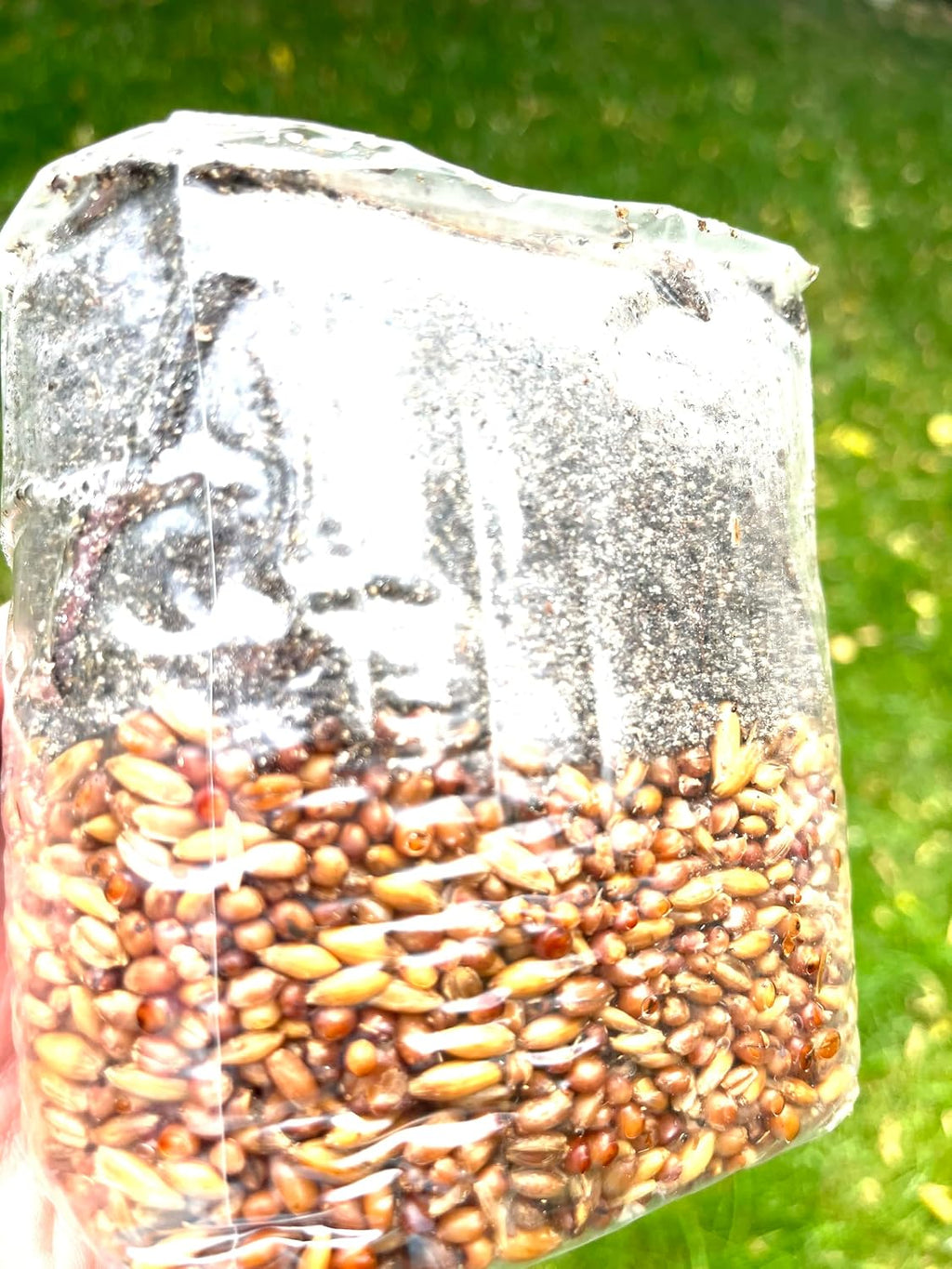 2 lb All-in-One Mushroom Grow Bag – Sterilized Triple Grain (Red Milo, Oats, Rye) with CVG Substrate & Azomite