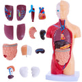 Human Body Model for Anatomy Study - 15 PCS Removable 11 inch Human Torso Anatomy Model with Internal Organs