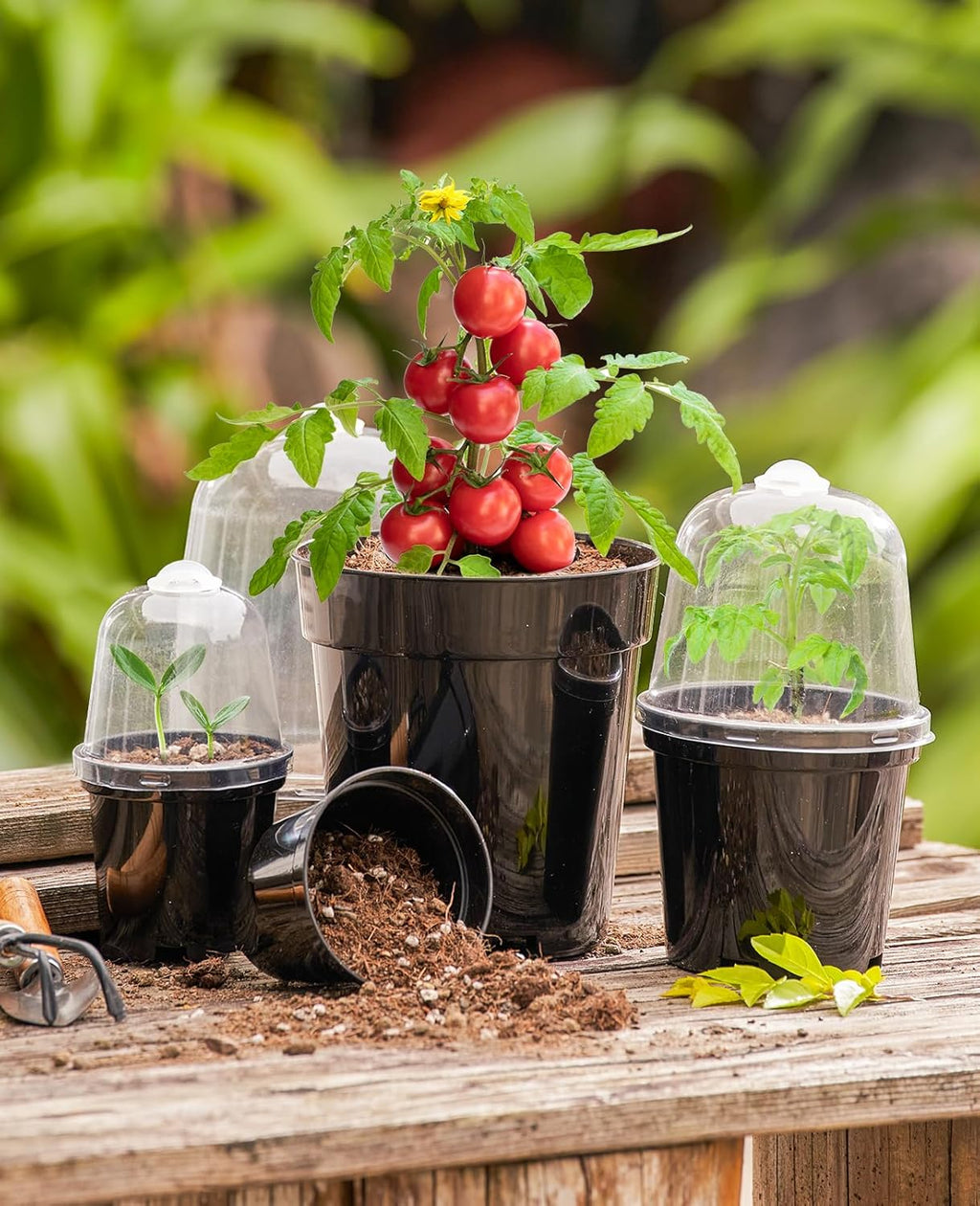 5 Inch Nursery Pots with Humidity Domes for Seed Starting (15 Pcs) | Drainage holes and raised bases improve airflow;